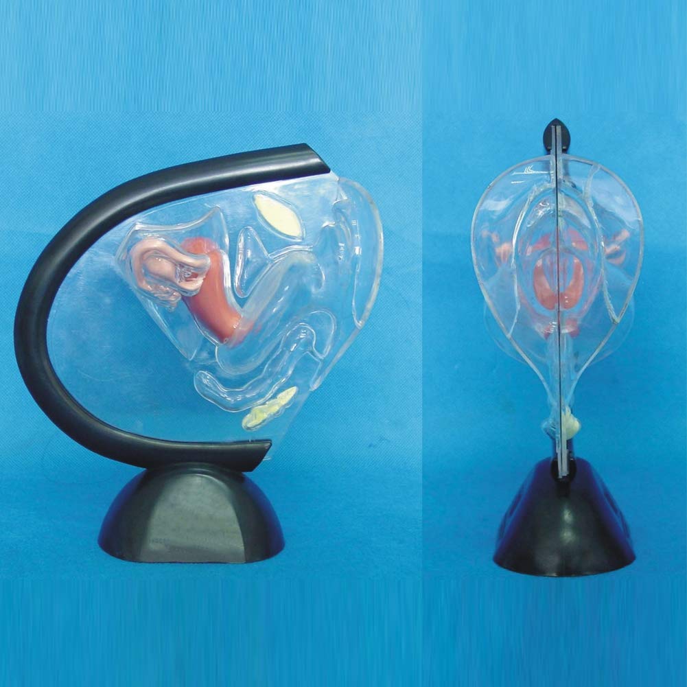 Modèle Transparent Utero Modèle pathologique Utérine Système de Reproduction médicale Modèle médical Matériel éducatif Anatomique