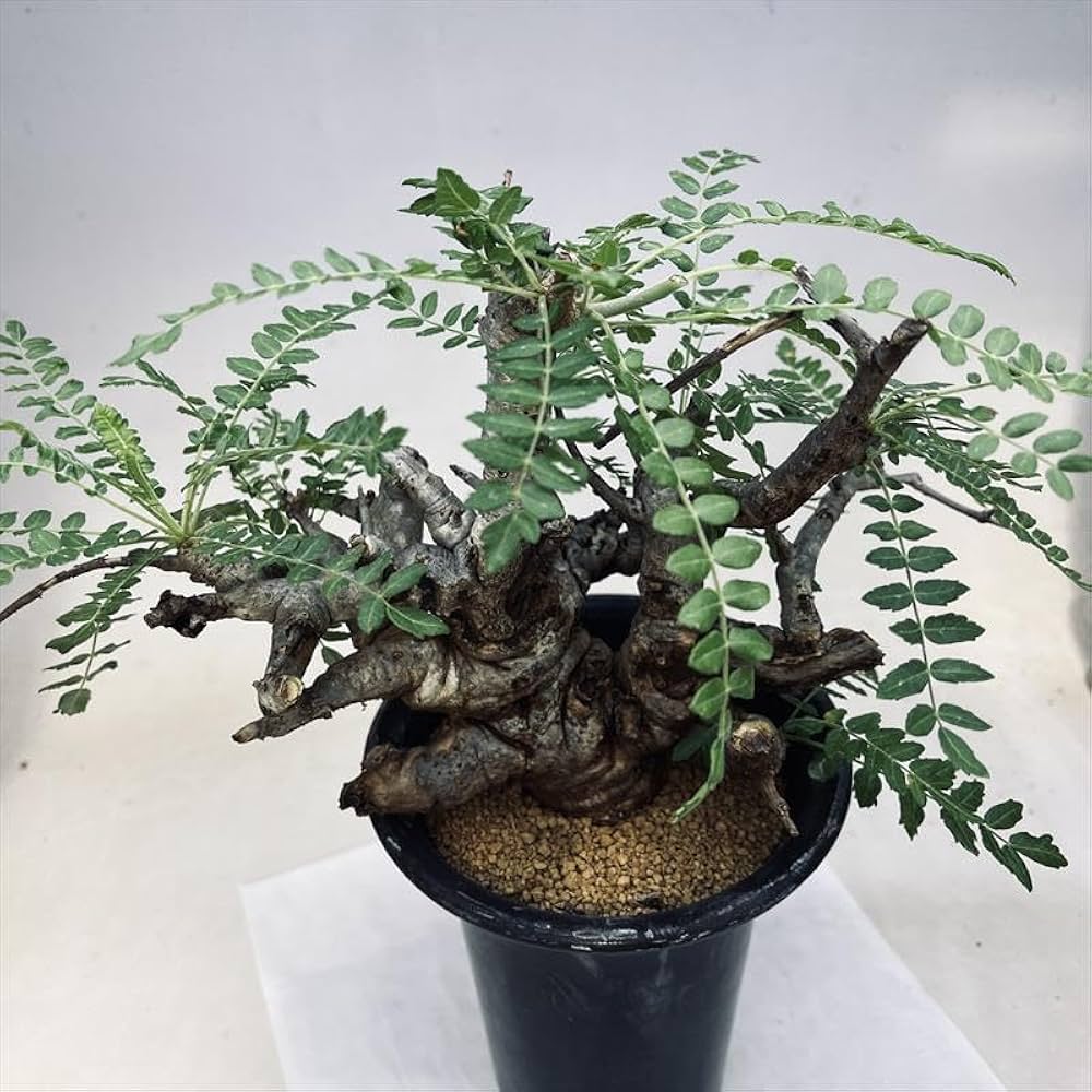 種子 200粒 ボスウェリア ネグレクタ Boswellia の種子 種子 200粒 ボスウェリア ネグレクタ Boswellia の種子 種子 200