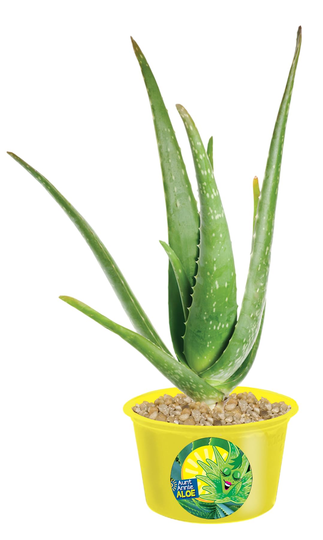 Amazon.com : TOYS BY NATURE Eco Seed Sprouts Plant Seeds 6 Variety Pack,  DIY Indoor Succulents and Live Plants for Home or Garden Planting, Assorted  Seeds Pack : Patio, Lawn & Garden