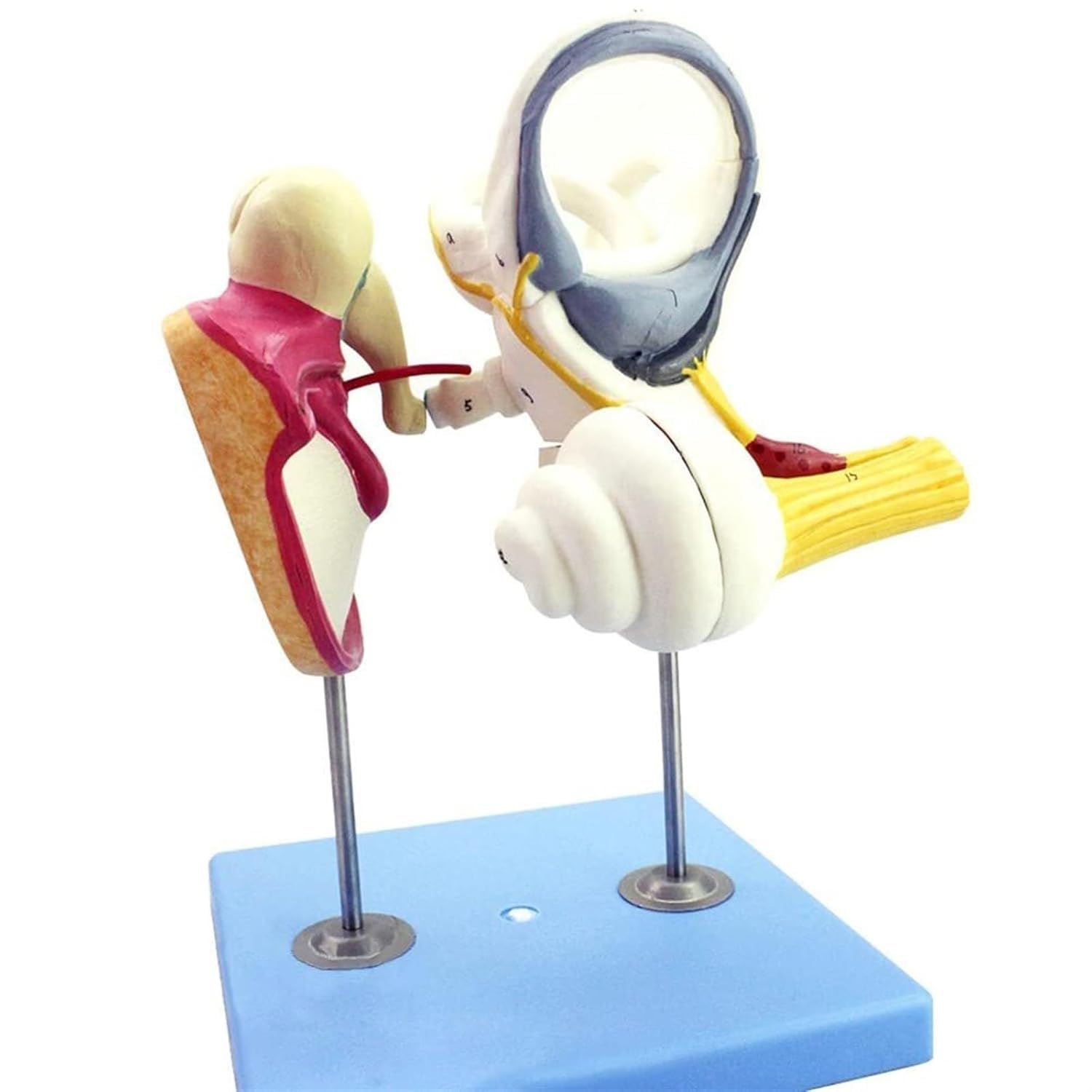 Model Cochlea do anatomii ucha wewnętrznego człowieka – szczegółowa struktura błony bębenkowej, kości kostnej i ślimaka do badań medycznych i celów edukacyjnych