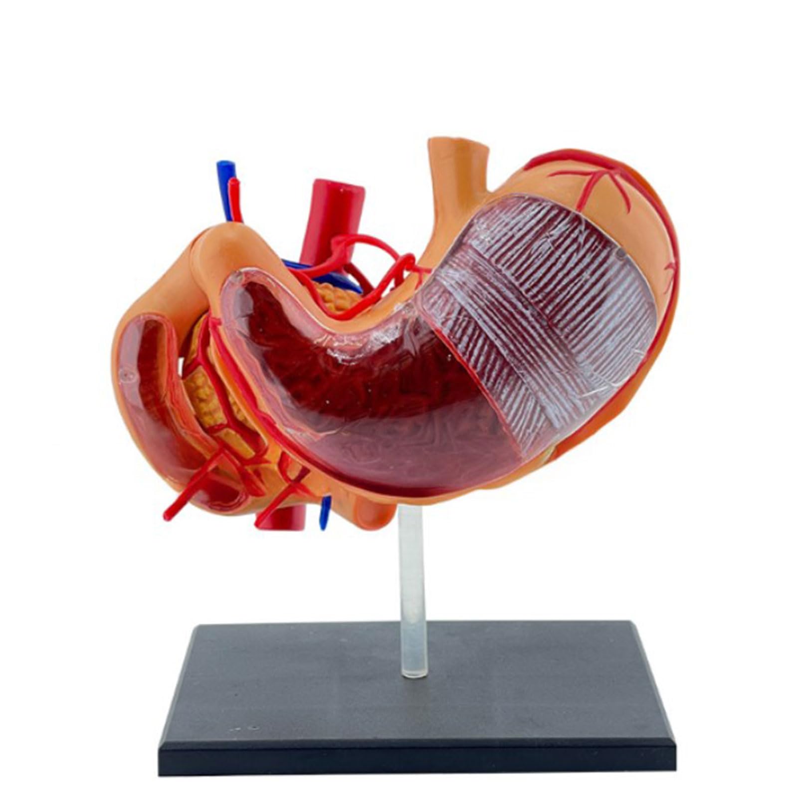 DIIOOMIEEU Realistic 4D Stomach Anatomy Model for Medicals Education & Study 4D Stomach Anatomy Stomach Model with Detailed Labels