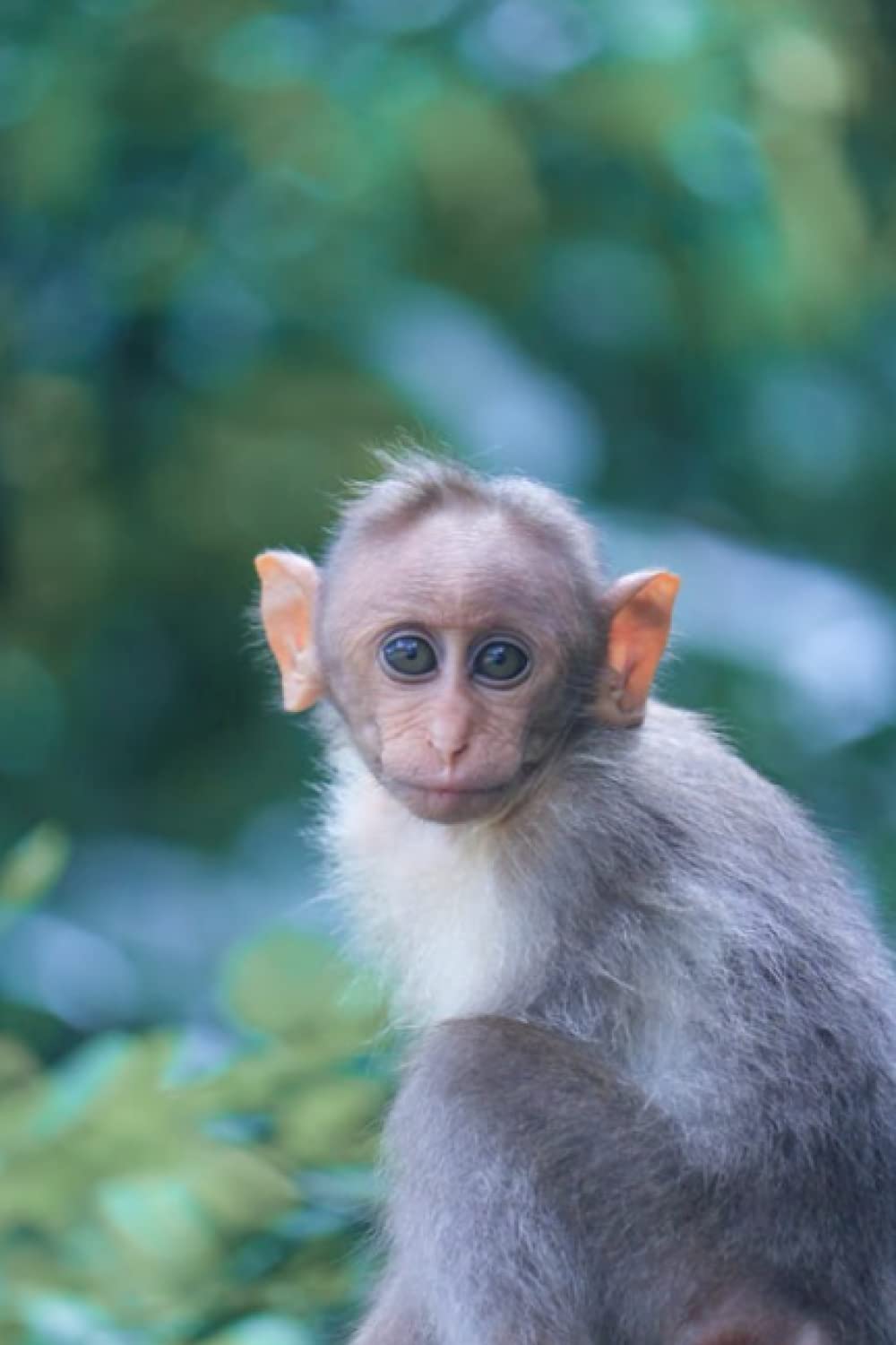 Cute Little Monkey Journal, Small Monkey Close Up Journal, Real Monkey Notebook, Diary, 120 Lined Pages