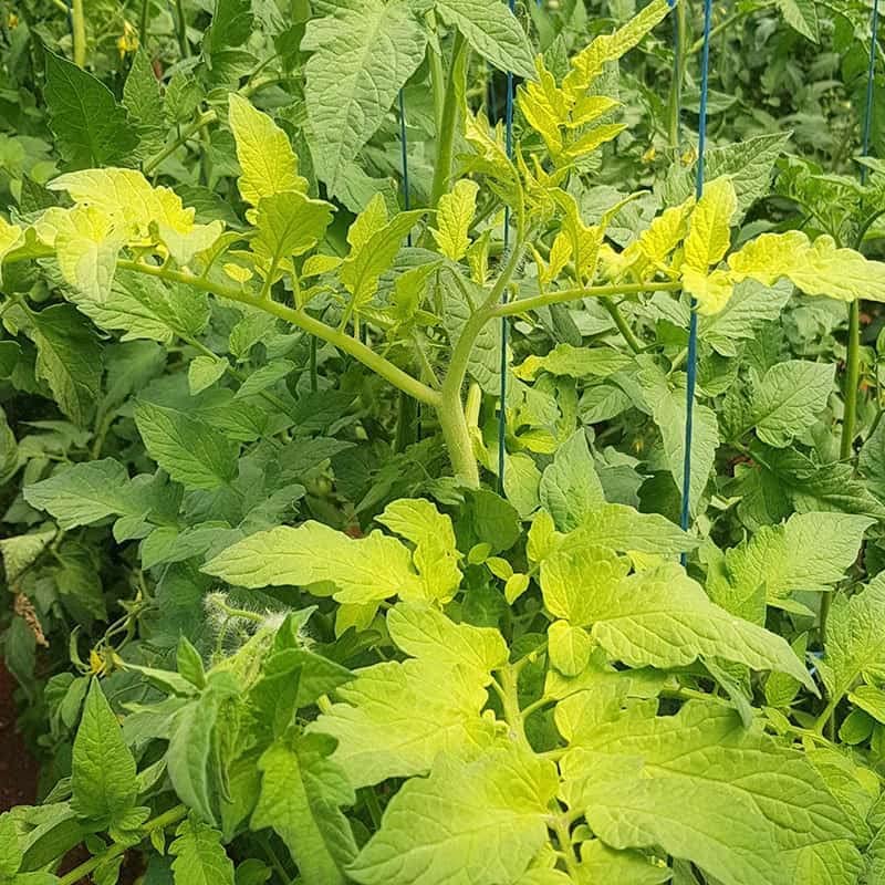 Miniatura 7 de TrueNute - Quelato de hierro al 6 por ciento FeEDDHA 16 onzas para acuaponía, hidroponía y todos los jardines, así como árboles y arbustos,