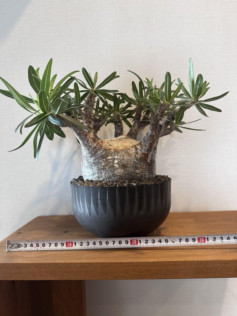 VALIEM鉢付 パキポディウム グラキリス LLサイズ 【公式通販】 VALIEM鉢付 パキポディウム グラキリス LLサイズ 【公式通販】