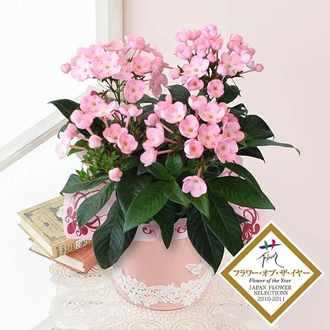 敬老の日 におい桜の鉢植え 5号 ココ 天然アロマの贈り物 イイハナ ドットコム フラワーギフト 花ギフト 実際のお届け日 9 18 土 9 月 観葉植物 オンライン通販