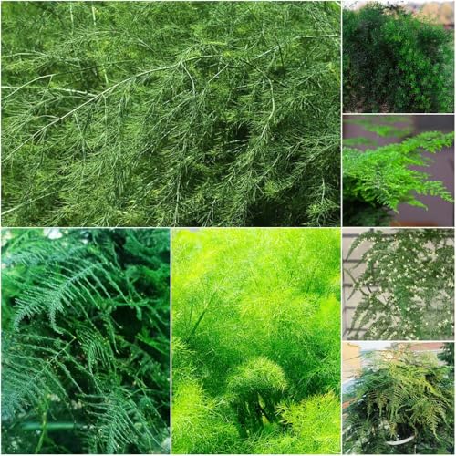 Asparagus Fern - kräutersamen - Seltene - pflanztopf bambuspflanze winterharte stauden mehrjährig pflanzensamen balkonpflanzen winterhart exotische 80samen
