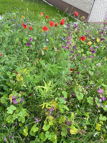 Wildblumen Blumensamen Mischung winterhart mehrjährig 1000 Samen