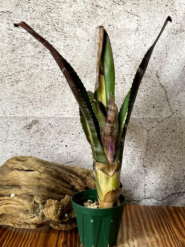 エクメア　チャンティニー　ロベルトメネスカル　子株発根済　タンクブロメリア IMG_2908.jpg