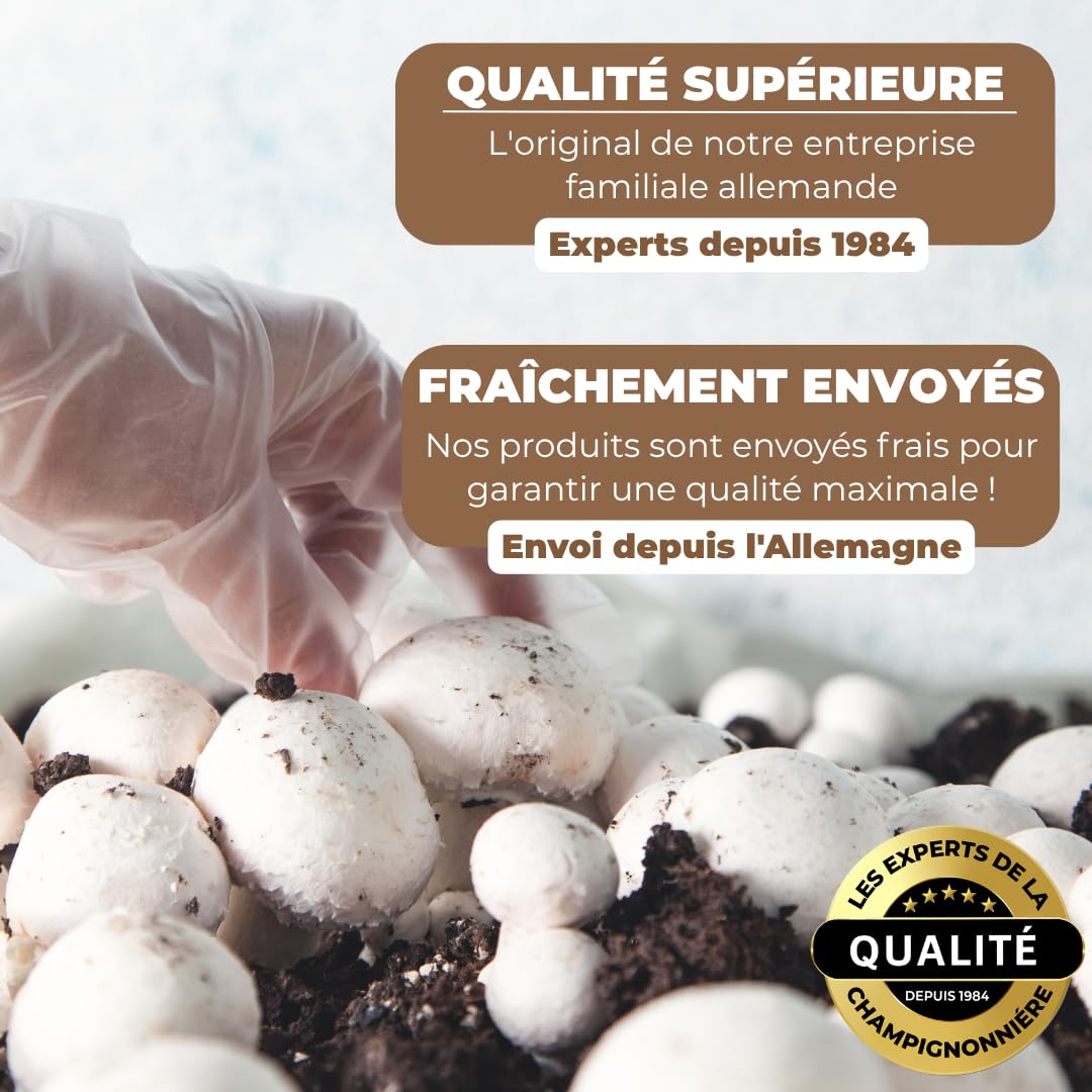 Hawlik Pilzbrut - Cheville Pleurotes en huître pour cultiver soi-même - 20 cheville avec mycélium de champignon