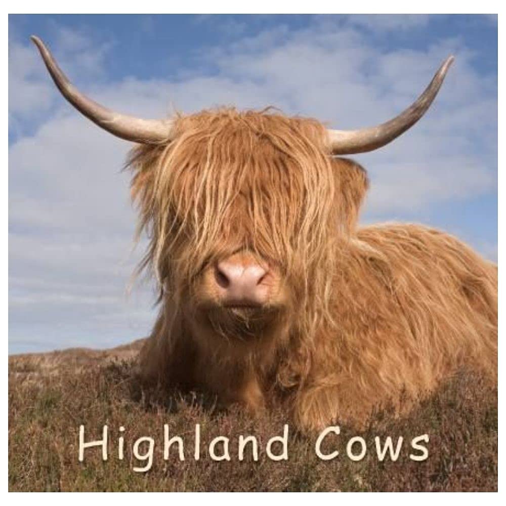 Highland Cow (Gift Book)
