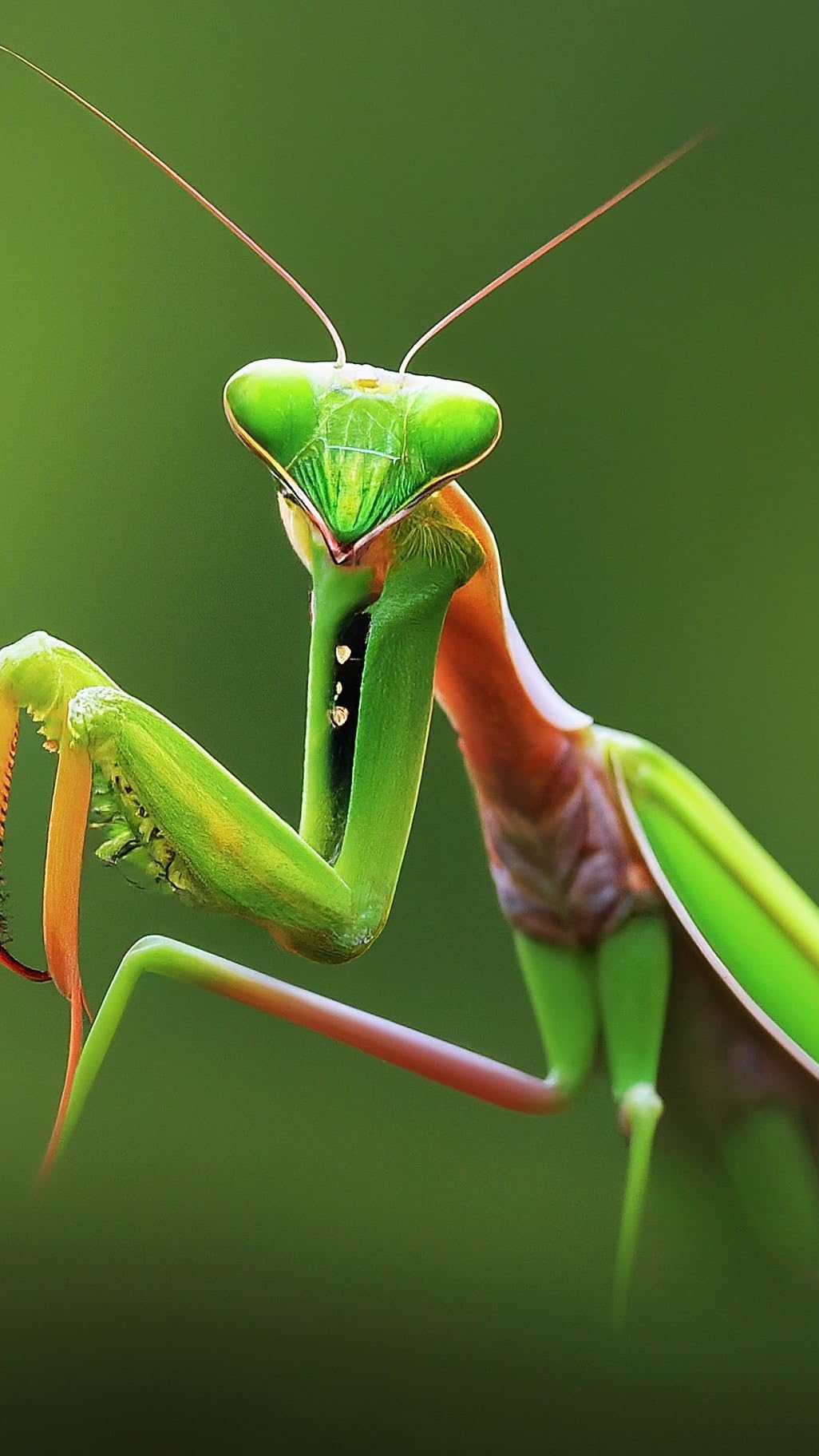 MINISCIENCE.COM Pollen and Spores Slide Set - 12 Prepared Glass Slides for Microscope Studies in Botany and Microbiology