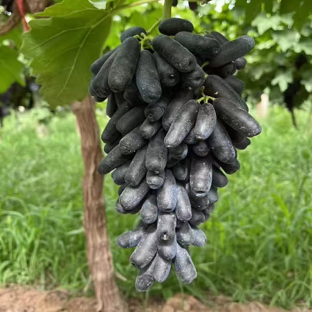 5Rhizome/Traubenwurzel trauben weintrauben Leicht zu züchten obstpflanzen