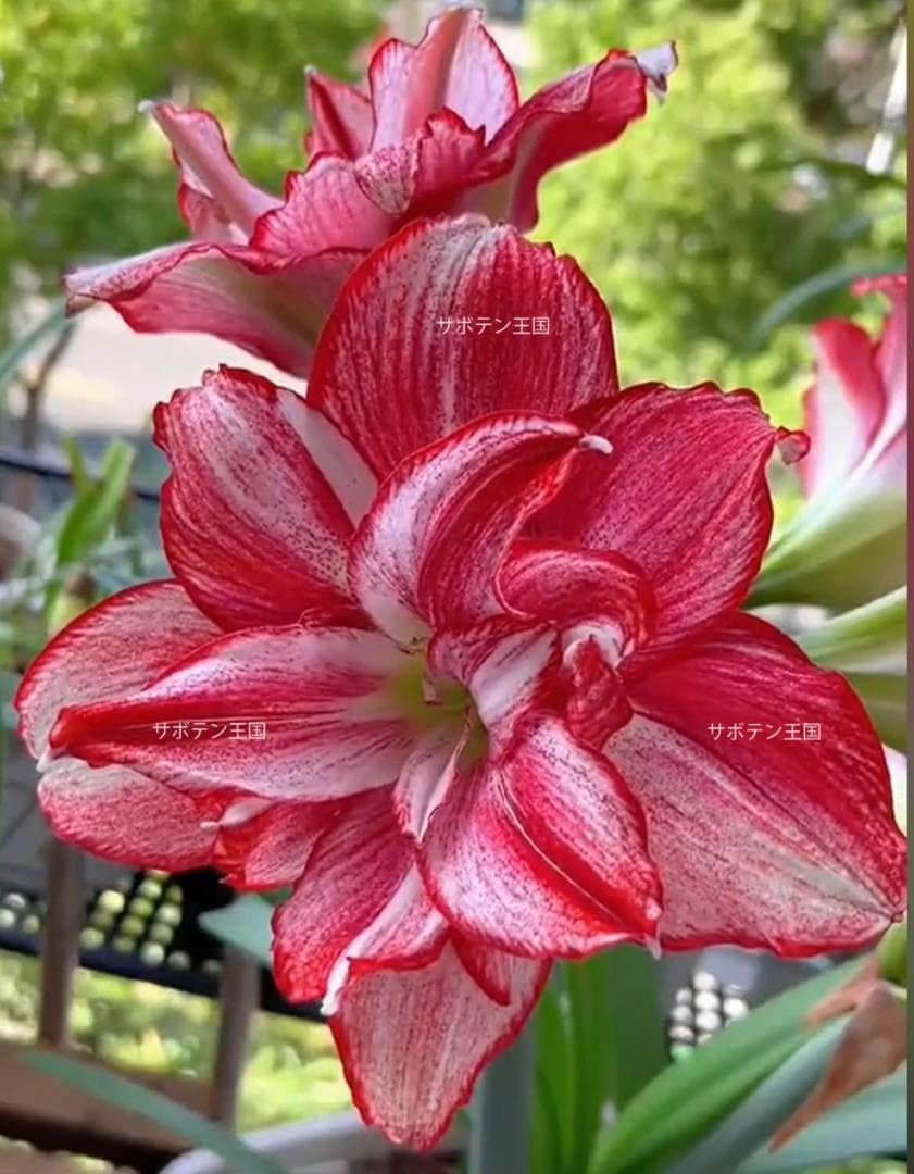 Amazon.co.jp: 八重咲アマリリス球根 カキコ 1886 約3cm : おもちゃ