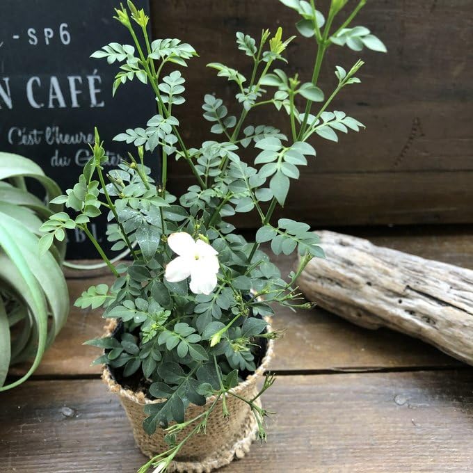 Amazon.co.jp: ホワイトプリンセス 四季咲き ジャスミン ガーデニング