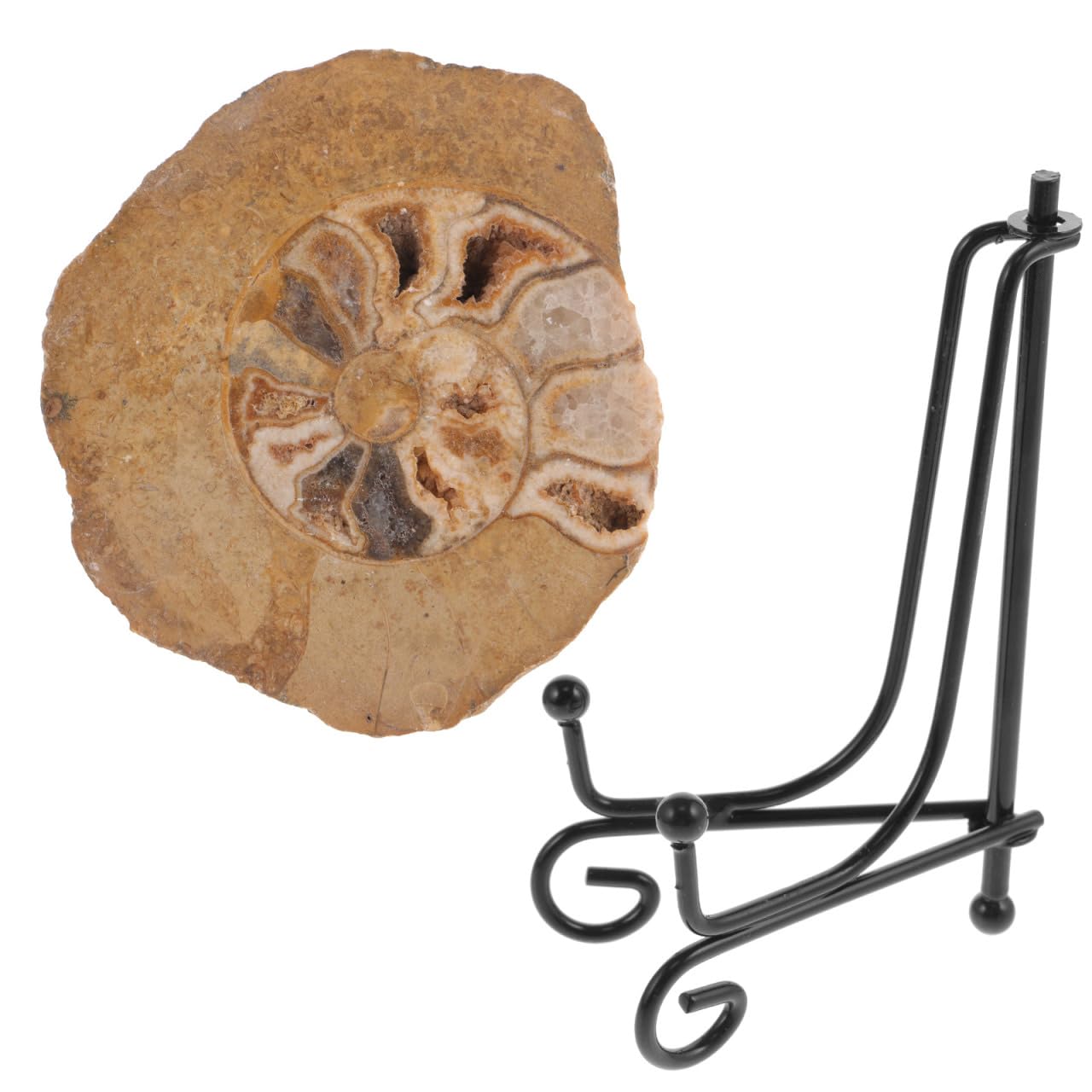 Gatuida Fossile Di Ammonite Con Supporto: Campione Di Pietra Fossile Di Ammonite Naturale Campione Di Conchiglia Da Collezione Sottobicchiere Disco Artistico Minerali Di Ammonite Modello