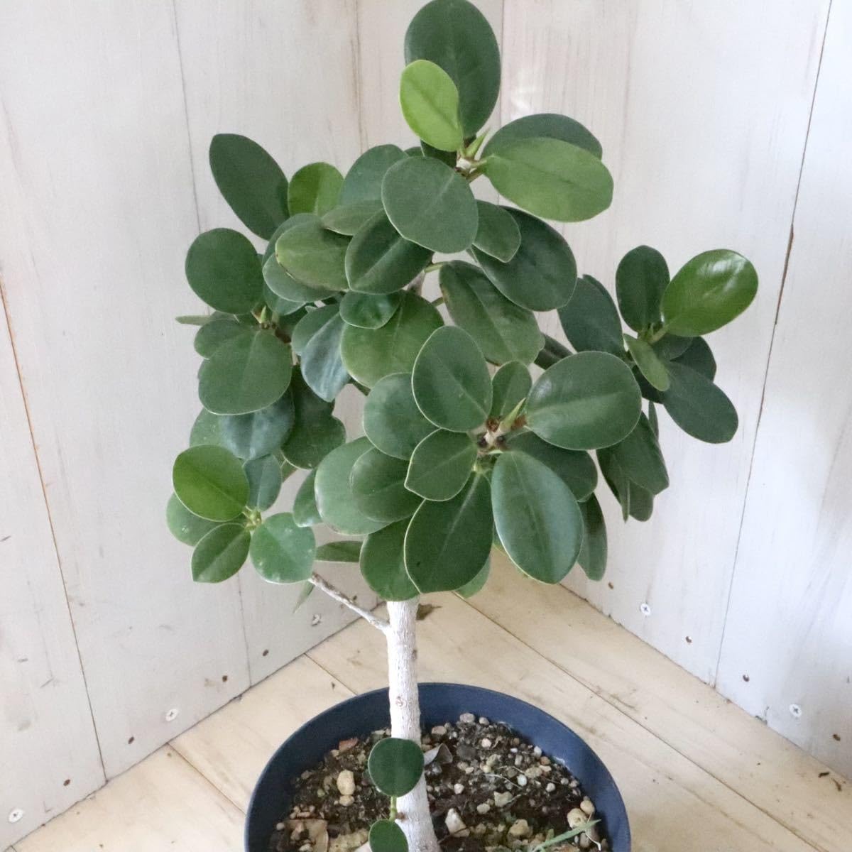 Amazon.co.jp: 尖閣カジュマル ガジュマル ゴムの木 観葉植物 : ホーム