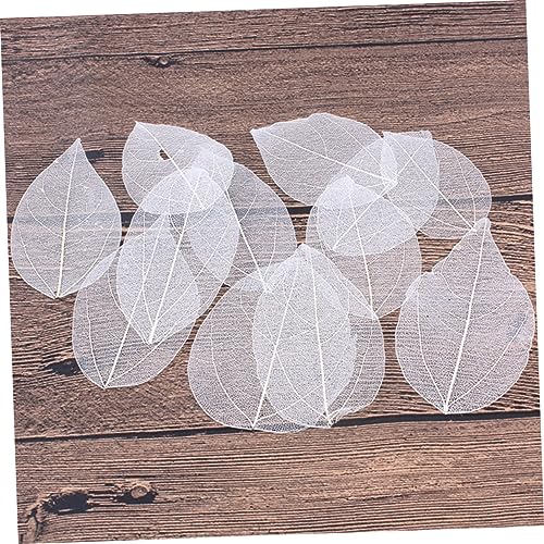 Hojas Naturales Esqueleto para Manualidades 6 piezas miniatura 6