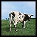 Produktbild Pink Floyd 'Atom Heart Mother' Memorabilia, 31.5 x 31.5 cm