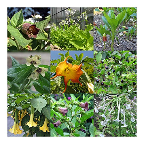 Legendarische nachtschadegewassen - zaad-cadeau set met 5 magische planten - Image 4