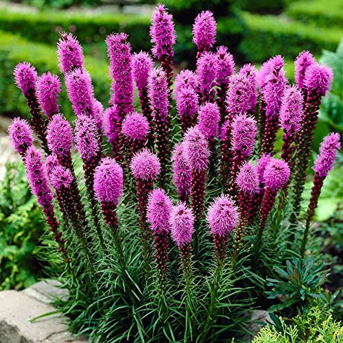 10 x Liatris Spicata – Easy to Grow – Loved by Pollinators – Summer Flowering Bulbs – Perennial – for Your Beautiful Garden