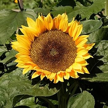 sunflower 2本 Amazon.com : Dirt Goddess Super Seeds ~ Dwarf Sunspot
