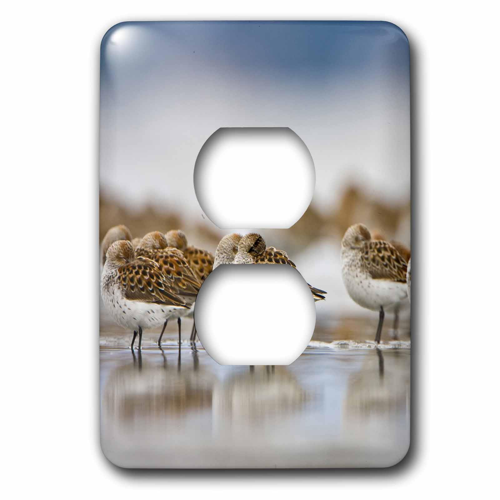 Western Sandpiper Birds plaque 2 prises pour sublimer vos murs ternes