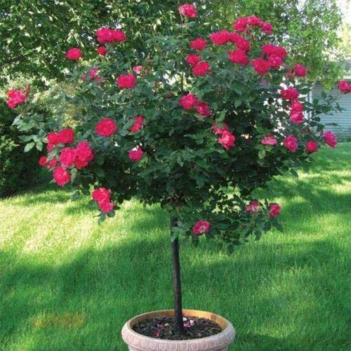 Mphmi Store Live Plant Nursery Plants Flowers Rose garden Noisette Rose (B09Z9ZCB3W) Amazon Price History, Amazon Price Tracker