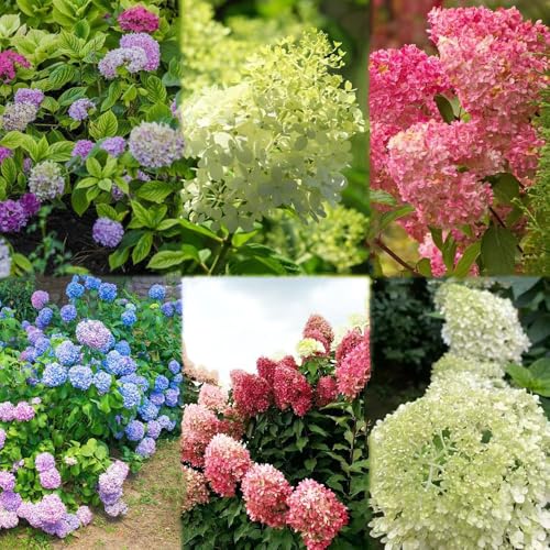 100 piezas Semillas resistentes de hortensia panícula del jardin balcon semillas de hortensia, casa prado decoracion balcones