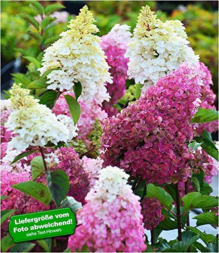BALDUR-Garten Freiland-Hortensie"Fraise Melba®", 1 Pflanze Hydrangea winterhart