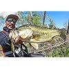 JACKALL Jackal Spin Vido 70 SP SPINVIDO
