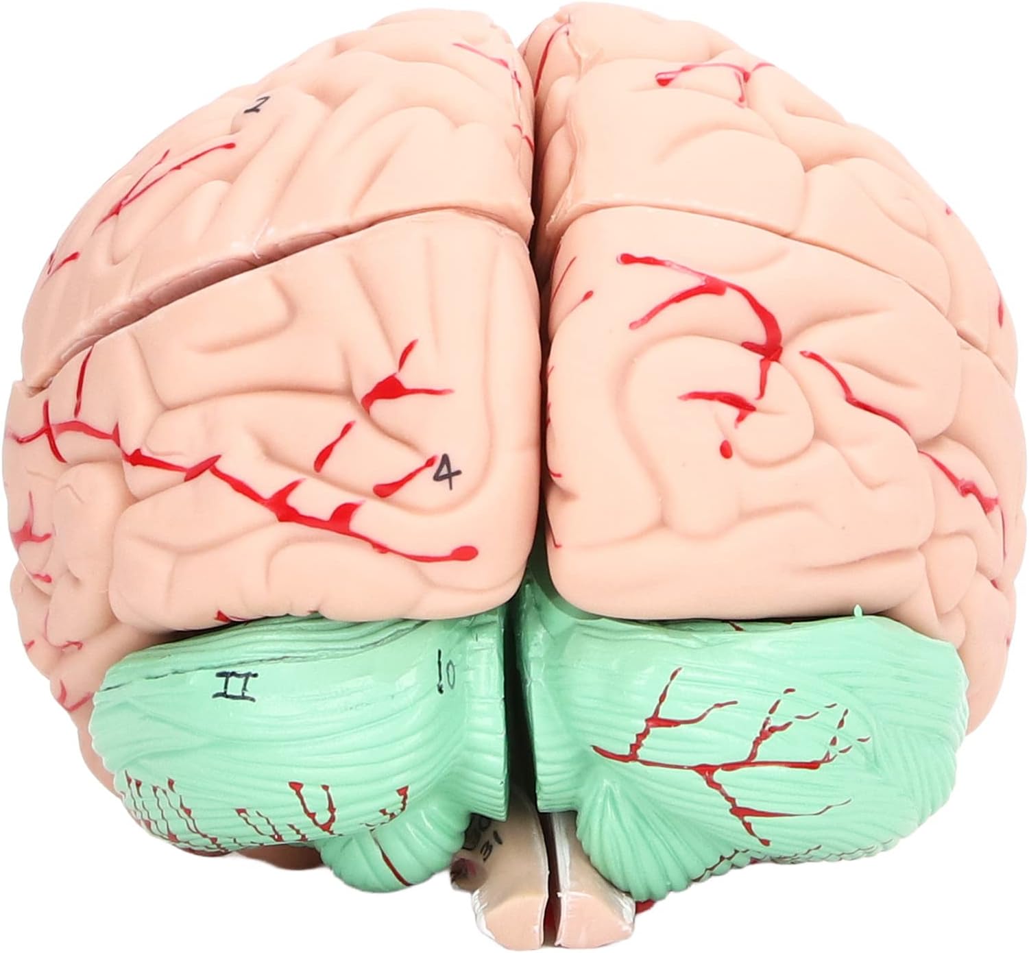 Ausla Human Brain Model, PVC Anatomically Correct Brain for Neuroscience Study, Detachable Anatomy with Study Card for Classroom and Home Learning