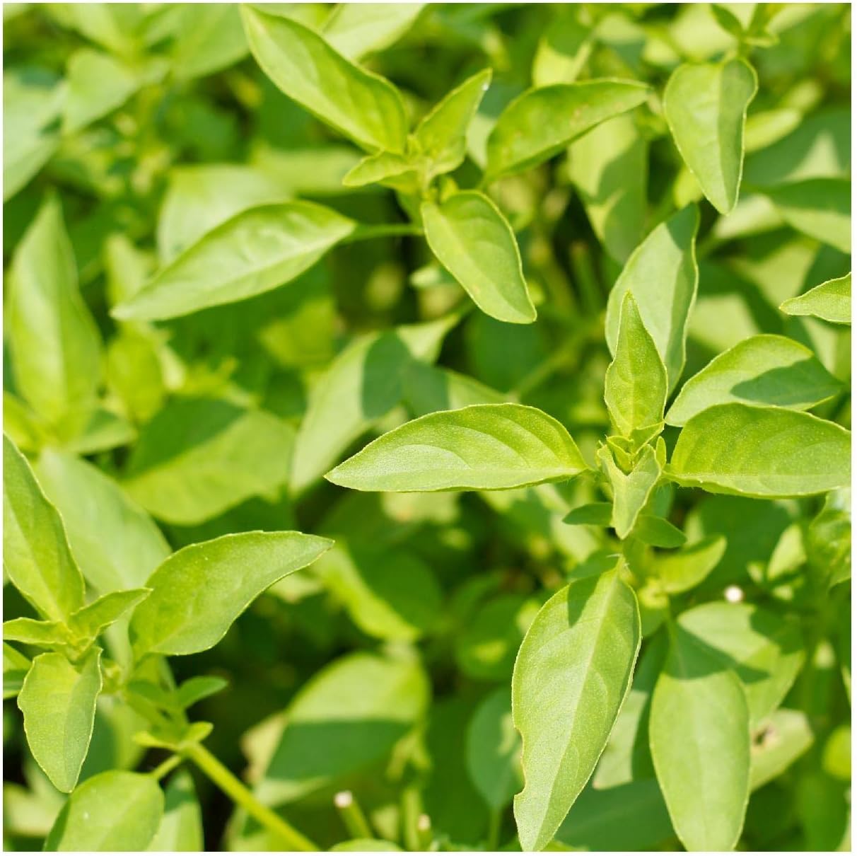 Everwilde Farms - 1 Lb Lemon Basil Herb Seeds - Gold Vault