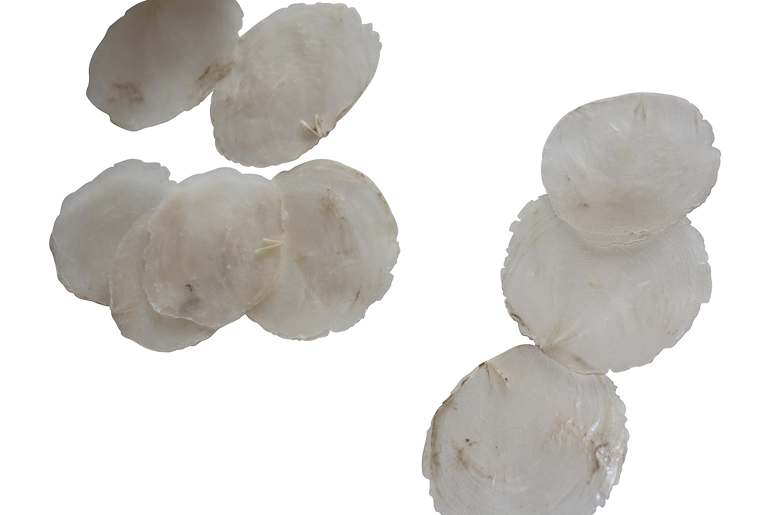 10 Stück Perlmutt Scheiben Capiz Perlmuttscheiben Natur Weiss 6-11cm TISCHKARTEN Namenskarten Muschelscheiben runde Perlmuttplatten Maritime Deko Anker Muschel maritim Deko Muscheln
