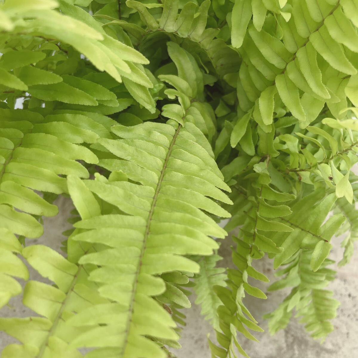 Amazon.co.jp: シダ植物 ネフロレピス斑入り4号吊り鉢ハンギング