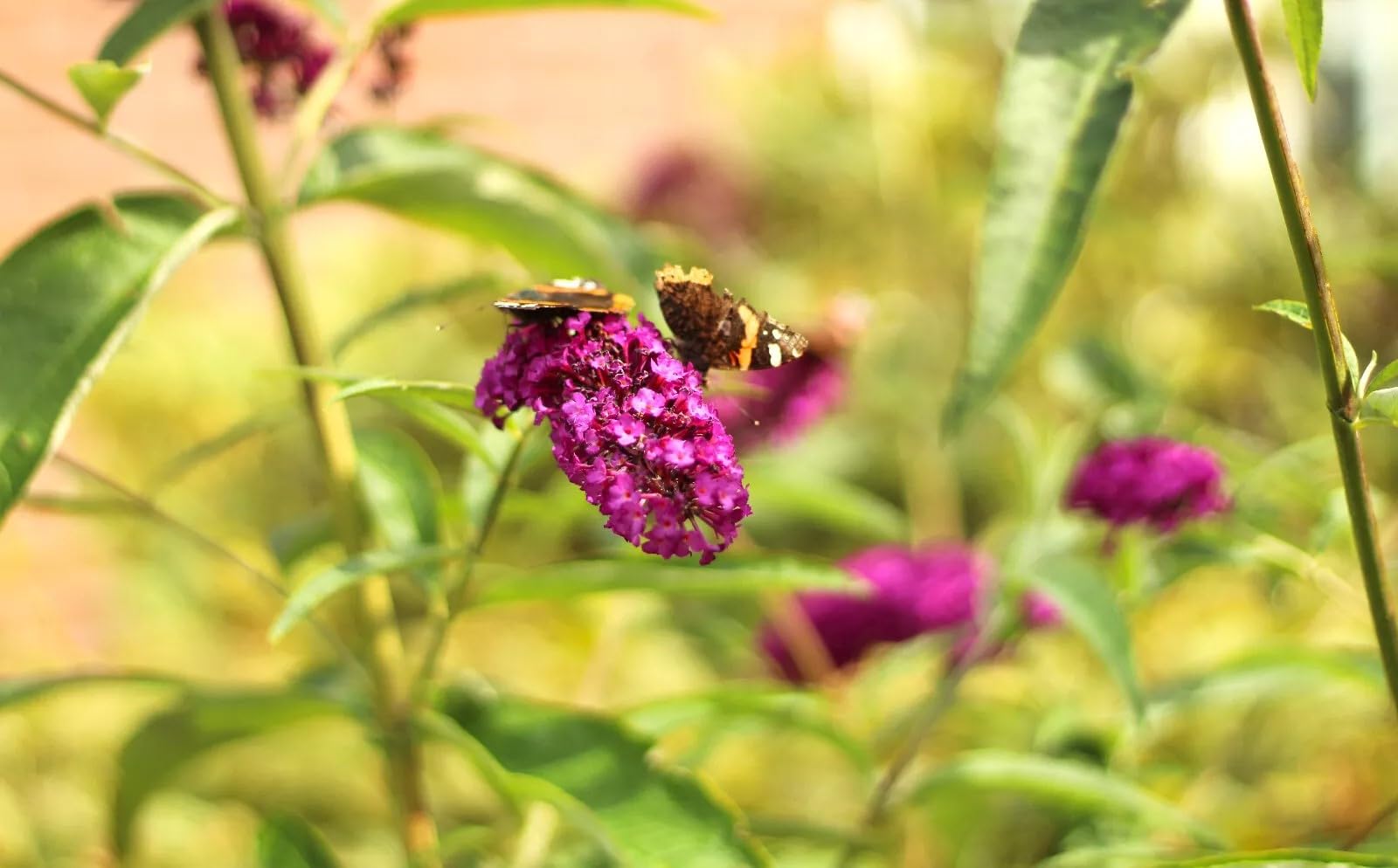 Sommerflieder Schmetterlingsstrauch 'Buddleja Davidii Royal Red' Hochstamm 40-60 cm