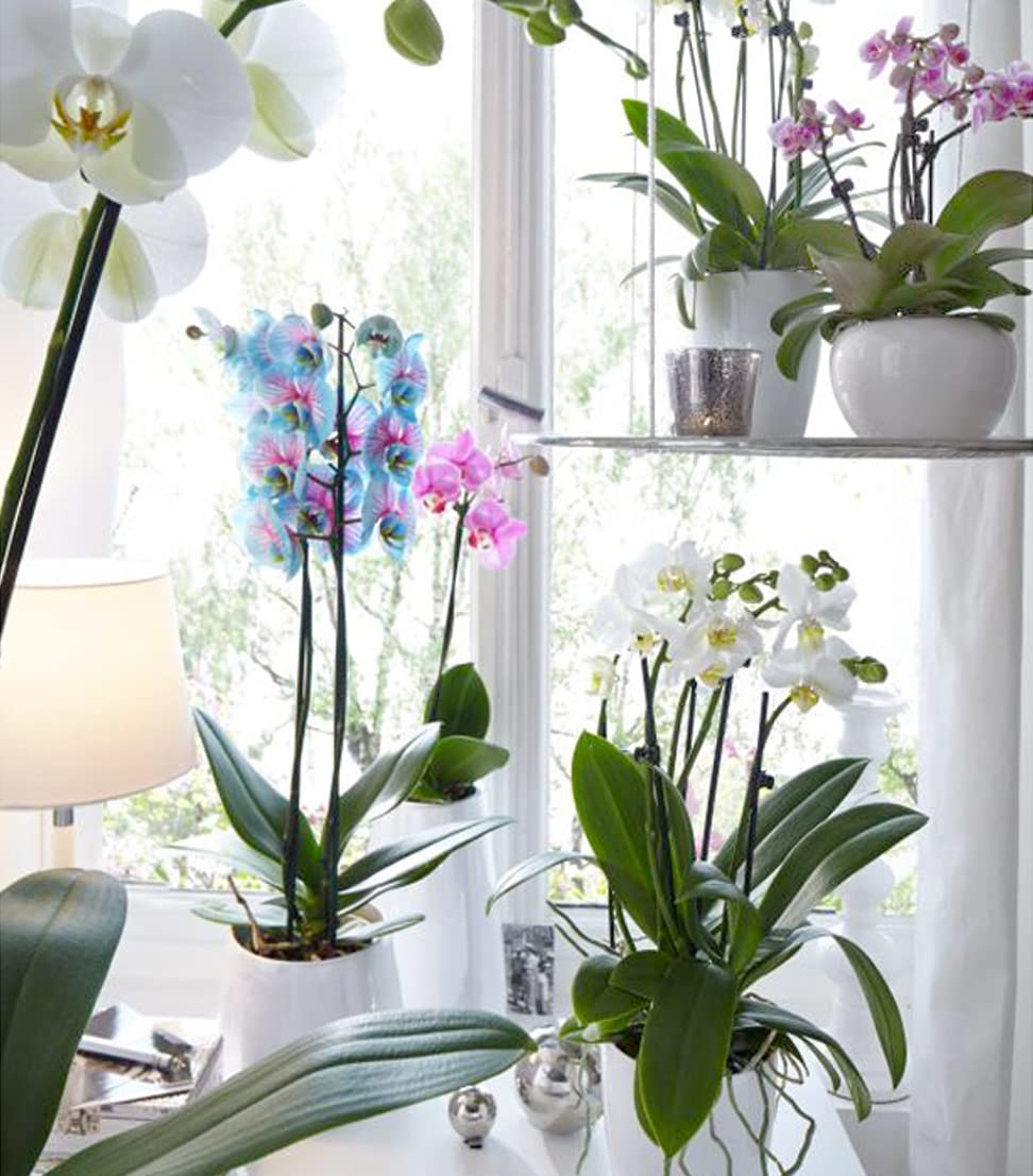 Dehner Schmetterlingsorchidee Blue Wonder, Phalaenopsis cultivars, hellblaue und pinke Blüten, 50-60 cm, Ø Topf 12 cm, Zimmerpflanze