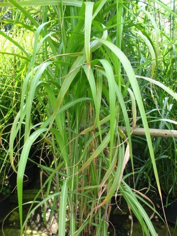 Chinagras Riesen Chinaschilf Miscanthus sinensis giganteus im 10 Liter Pflanzcontainer