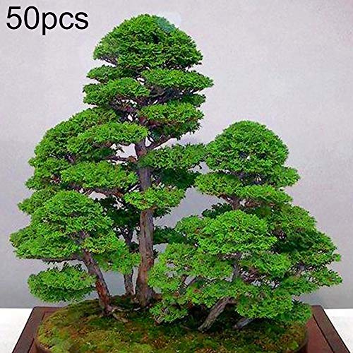 Whiie891203 Garden Seeds,50Pcs Juniper Seeds Purify Air Juniperus Bonsai Plant Tree Home Garden Decor - Juniper Seeds