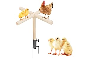 Chicken Perch Toy for Coop: Elevate Your Poultry's Leisure Time