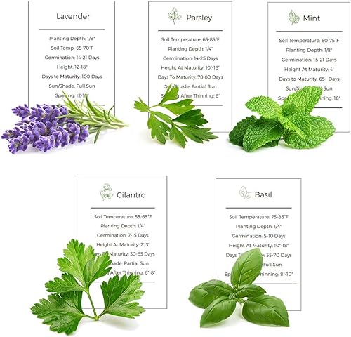 Vista 4 de Herb Tea Garden Seeds Collection – Paquete de 4 semillas de té de hierbas orgánicas – Manzanilla, menta, bálsamo de limón, semillas de romero