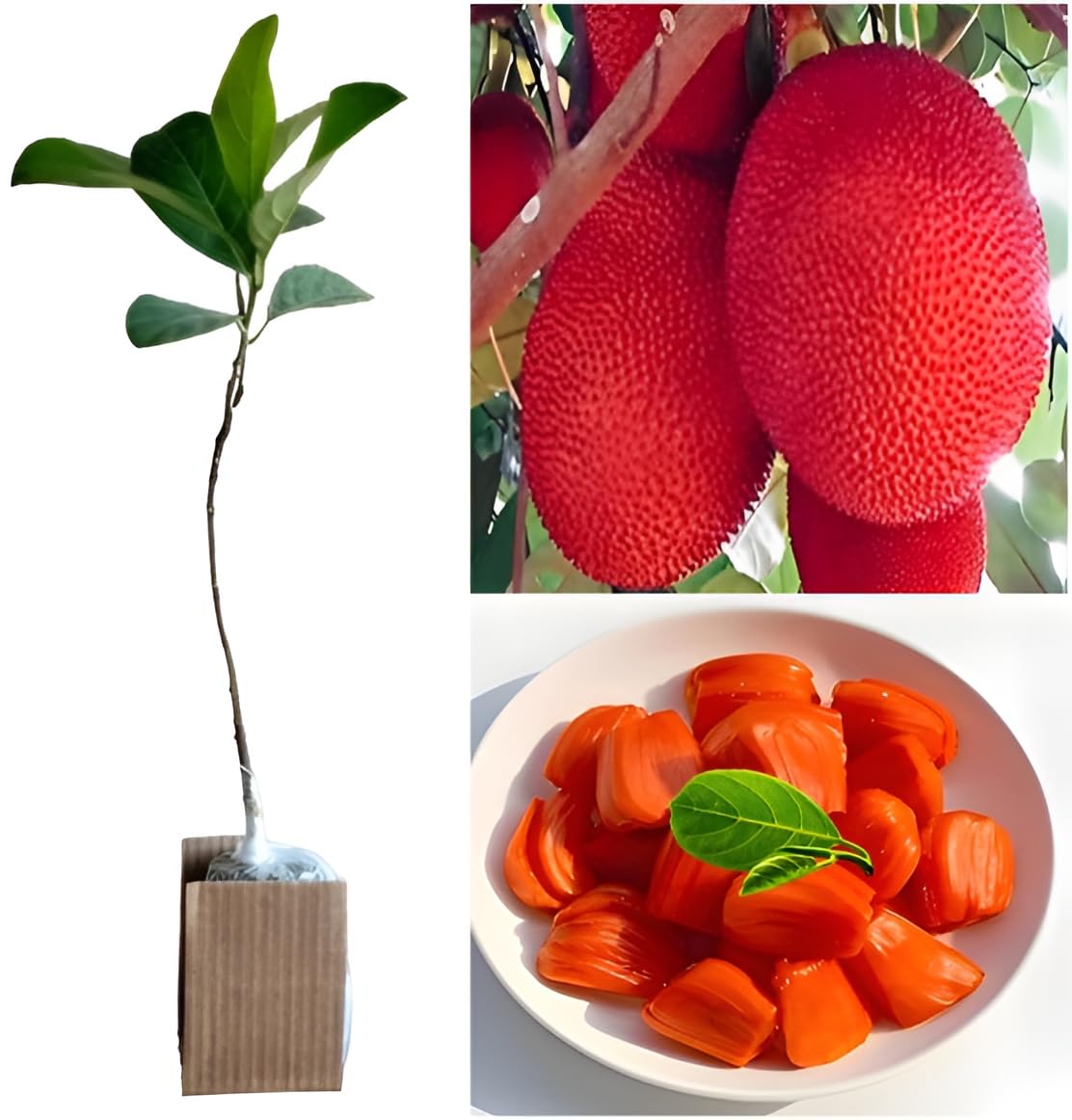 See full amazon price history chart for Oxiflora Live Rare Vietnam Early JackFruit Variety Red Flesh Terrace Garden Suitable Plant Pack of 1 Heathy Live Plant Vietnam Variety Oxiflora Live Rare Vietnam Early JackFruit Variety Red Flesh Terrace Garden Suitable Plant Pack of 1 Heathy Live Plant Vietnam Variety (B0CQLWG65N) Amazon Price History, Amazon Price Tracker