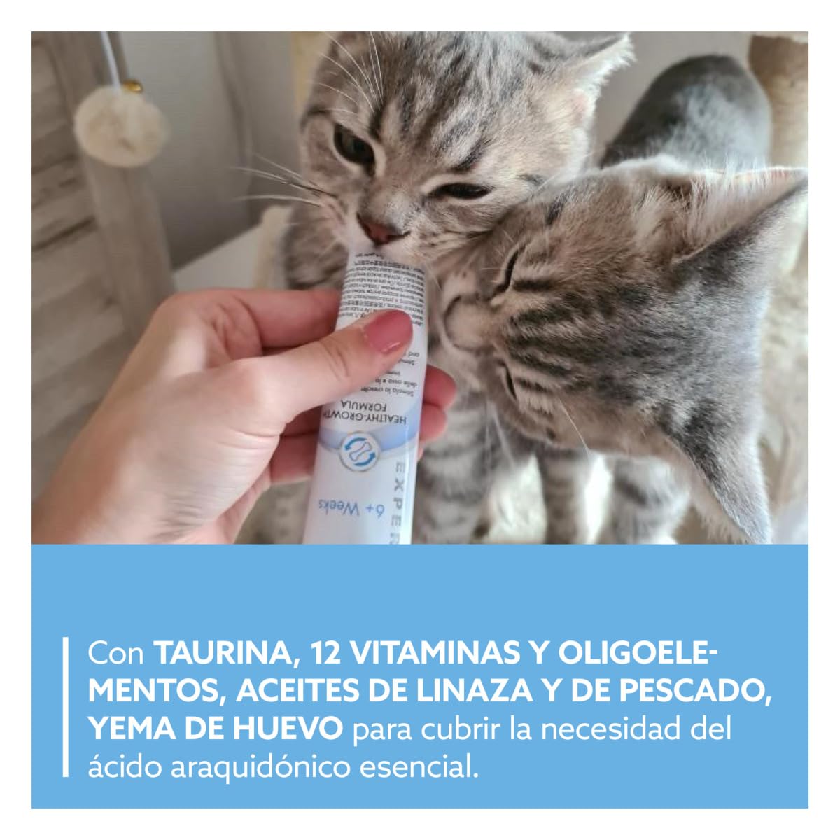 GimCat EXPERT LINE Kitten Pasta para el Crecimiento de Gatitos desde 6 Semanas, Sin Azúcar, 50 g