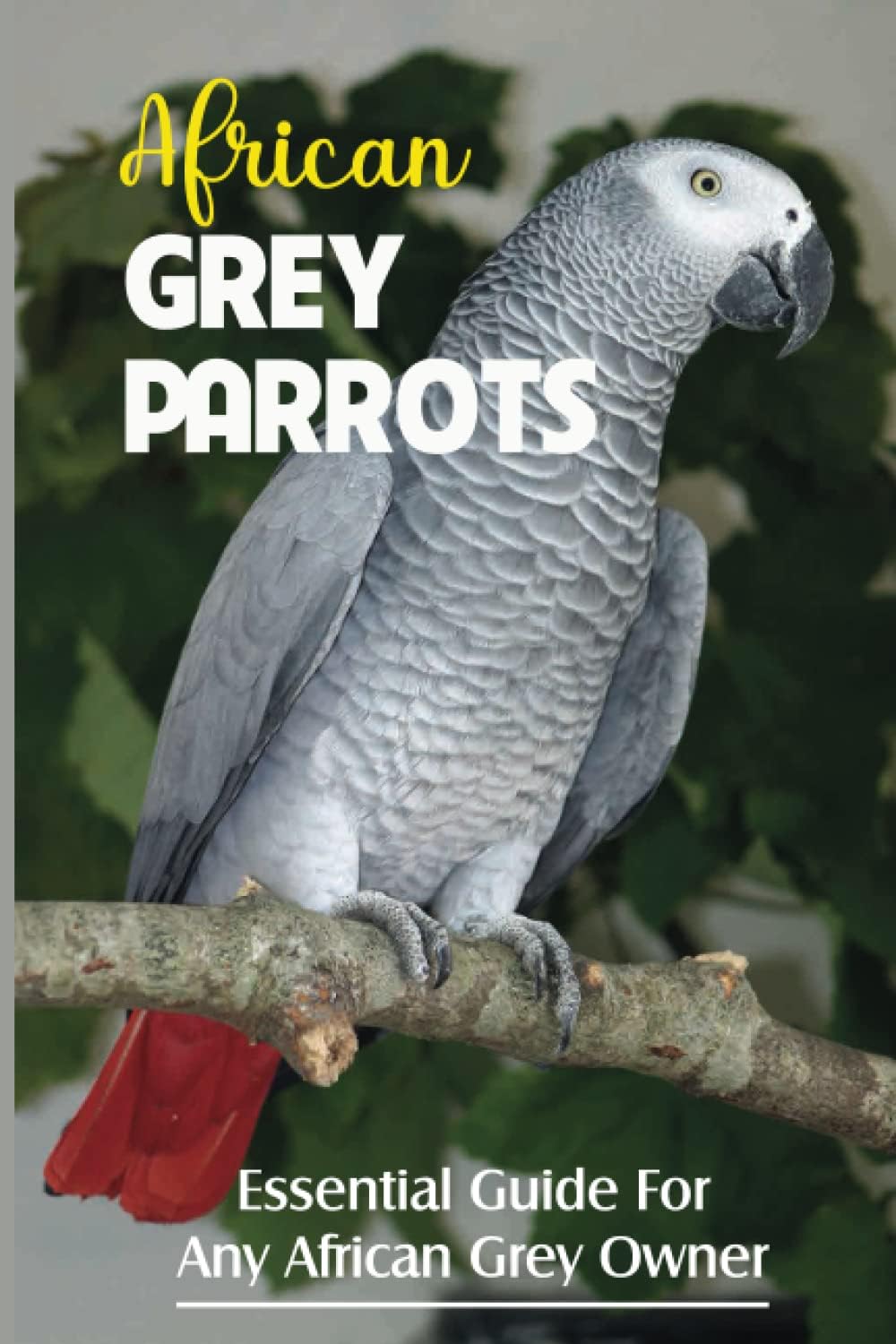 African Grey Parrots: Essential Guide For Any African Grey Owner