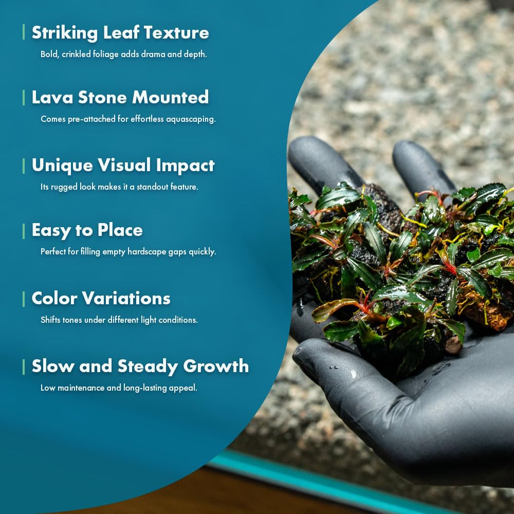 Amazon.com: SubstrateSource Live Planted Decor - Bucephalandra