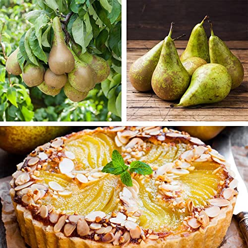 Is quince good for dogs