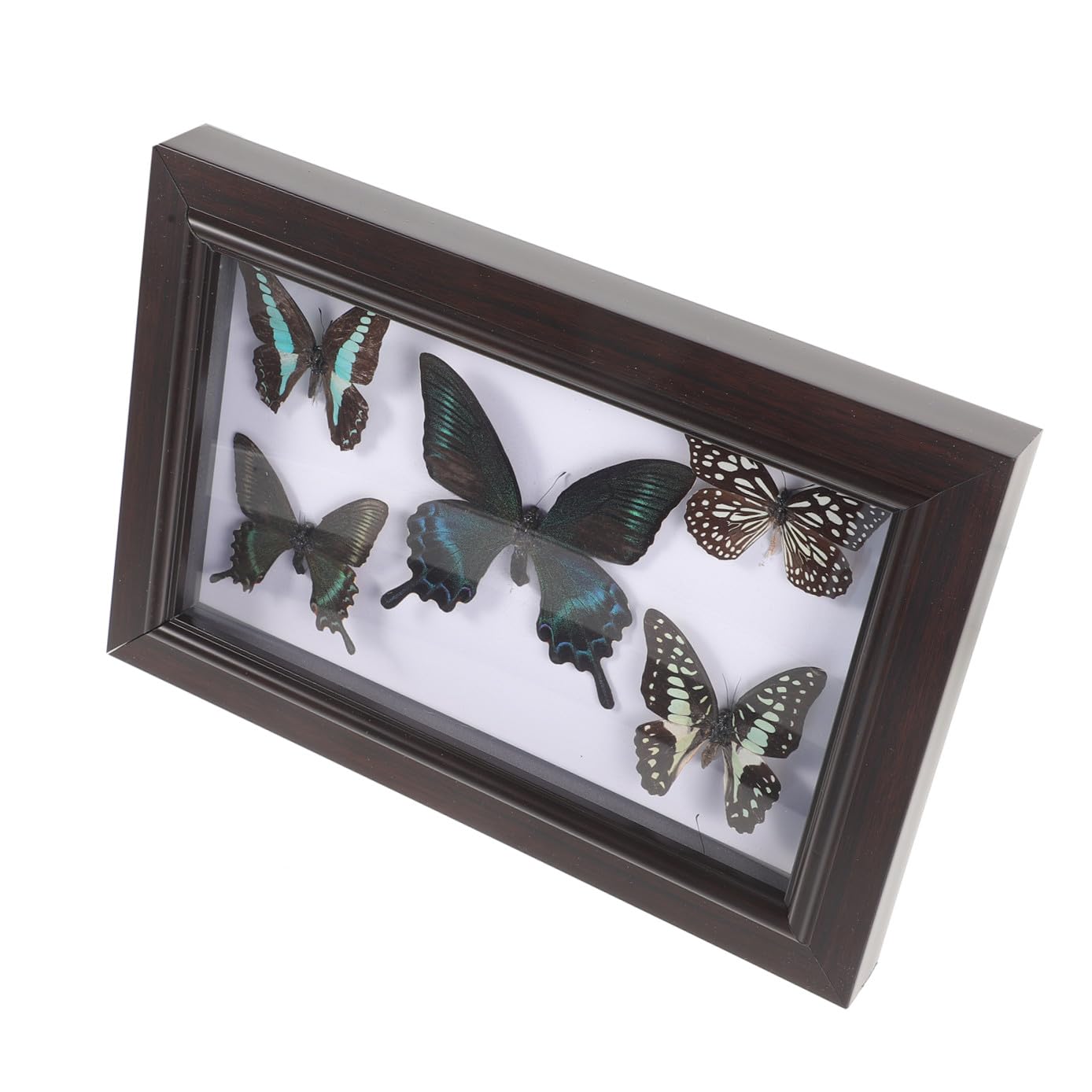 Marco de Exhibición de Mariposas Tapa Transparente y Madera Resistente, Decoración de Pared Hogar y Obsequio para Coleccionistas