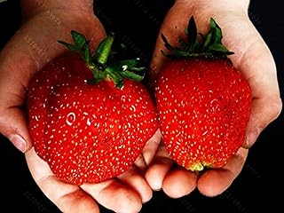 200Pcs/Bag Strawberry Seeds Giant Strawberry Fruit Seeds Vegetables for Home Garden Plant Seeds