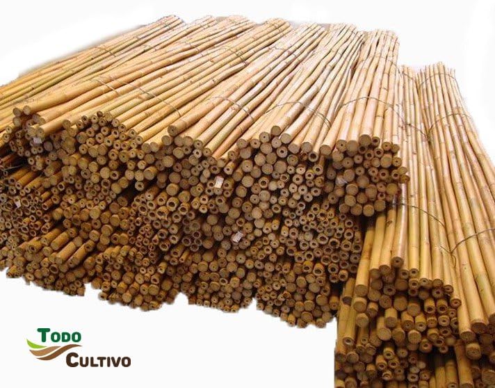 Tutor in bambù tailandese di 210 cm di altezza, diametro 20-22 mm. Confezione da 50 pezzi. Tutor molto lunghi, validi per tutti i tipi di piante.
