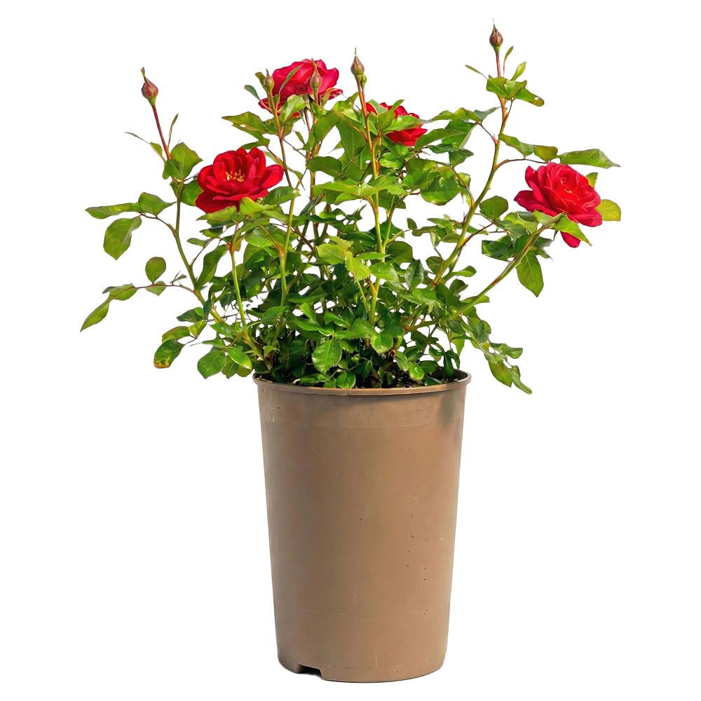 Red Regency – Large 3L Potted Bush Rose Patio Plant – Hardy Outdoor Red Flowering Shrub for Patio Pots & Garden Borders – Repeat Summer Blooms