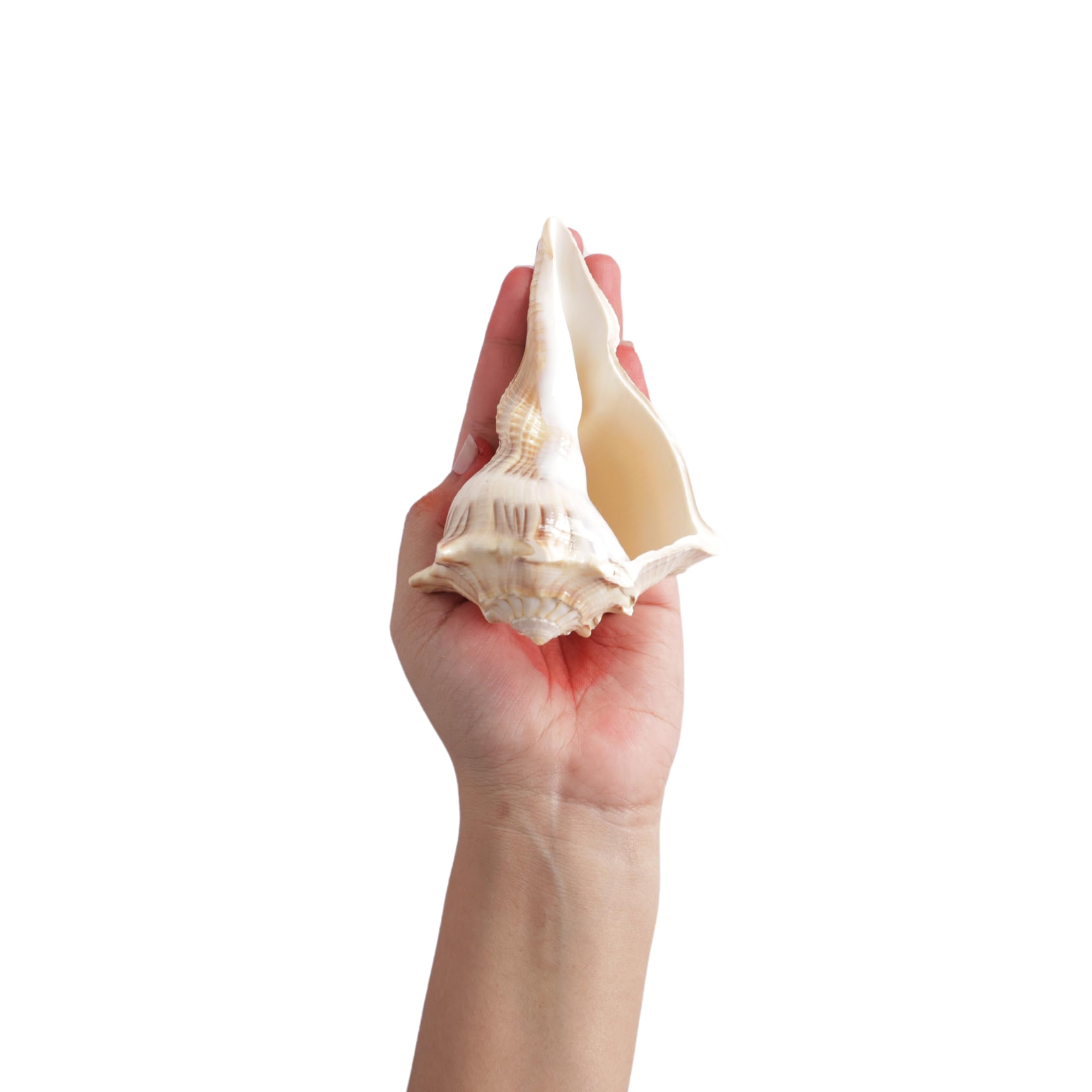 Natural Conch Sea Shell Shankh|Dakshinavarti Shankh for Pooja and Laxmi Shankh Brown